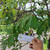 Pulai (Alstonia scholaris) Blackboard Tree, 780 Grams