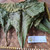 Jati (Tectona Grandis) Teak, 180 Grams