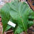 Jati (Tectona Grandis) Teak, 600 Grams