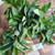 Alpukat (Persea americana) Avocado, 600 Grams