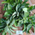 Alpukat (Persea americana) Avocado, 780 Grams