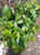 Melinjo (Gnetum gnemon) Spanish Joint Fir, 180 Grams