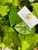Melinjo (Gnetum gnemon) Spanish Joint Fir, 180 Grams