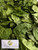 Melinjo (Gnetum gnemon) Spanish Joint Fir, 360 Grams