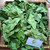 Melinjo (Gnetum gnemon) Spanish Joint Fir, 600 Grams