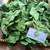 Melinjo (Gnetum gnemon) Spanish Joint Fir, 600 Grams