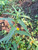Lakum Air ( Ludwigia Octovalvis ) Mexican primrose-willow, 90 Grams