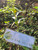 Lakum Air ( Ludwigia Octovalvis ) Mexican primrose-willow, 180 Grams