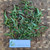 Lakum Air ( Ludwigia Octovalvis ) Mexican primrose-willow, 360 Grams