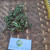 Lakum Air ( Ludwigia Octovalvis ) Mexican primrose-willow, 780 Grams