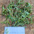 Lakum Air ( Ludwigia Octovalvis ) Mexican primrose-willow, 780 Grams