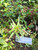 Lakum Air ( Ludwigia Octovalvis ) Mexican primrose-willow, 780 Grams