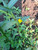 Lakum Air ( Ludwigia Octovalvis ) Mexican primrose-willow, 780 Grams