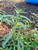 Lakum Air ( Ludwigia Octovalvis ) Mexican primrose-willow, 780 Grams