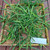 Bambu Bamboo Dried, 180 Grams