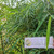 Bambu Bamboo Dried, 600 Grams