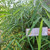 Bambu Bamboo Dried, 780 Grams