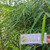 Bambu Bamboo Dried, 780 Grams