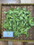 Kangkung (Ipomoea aquatica) Water Spinach, 90 Grams