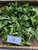 Kangkung (Ipomoea aquatica) Water Spinach, 180 Grams
