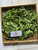 Kangkung (Ipomoea aquatica) Water Spinach, 360 Grams