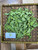 Kangkung (Ipomoea aquatica) Water Spinach, 360 Grams