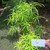Zodia (Evodia suaveolens) lacy lady aralia, 180 Grams