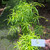 Zodia (Evodia suaveolens) lacy lady aralia, 360 Grams
