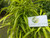 Zodia (Evodia suaveolens) lacy lady aralia, 780 Grams