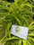 Zodia (Evodia suaveolens) lacy lady aralia, 780 Grams