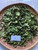 Bugenvil - Bougainvillea - Paper Flower, 90 Grams