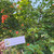 Bugenvil - Bougainvillea - Paper Flower, 360 Grams