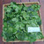 Bugenvil - Bougainvillea - Paper Flower, 600 Grams