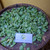 Kacang Hias (Arachis Pintoi) Pinto Peanut, 780 Grams