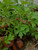 Baru Cina (Artemisia vulgaris) Mugwort, 90 Grams