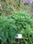 Baru Cina (Artemisia vulgaris) Mugwort, 90 Grams