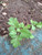 Baru Cina (Artemisia vulgaris) Mugwort, 180 Grams