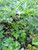 Baru Cina (Artemisia vulgaris) Mugwort, 180 Grams