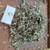 Baru Cina (Artemisia vulgaris) Mugwort, 360 Grams