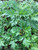 Baru Cina (Artemisia vulgaris) Mugwort, 360 Grams