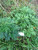 Baru Cina (Artemisia vulgaris) Mugwort, 360 Grams
