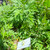 Baru Cina (Artemisia vulgaris) Mugwort, 600 Grams