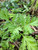 Baru Cina (Artemisia vulgaris) Mugwort, 600 Grams
