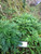 Baru Cina (Artemisia vulgaris) Mugwort, 600 Grams