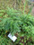 Baru Cina (Artemisia vulgaris) Mugwort, 600 Grams