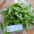 Teklan (Ageratina riparia) Mistflower, 90 Grams
