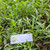 Teklan (Ageratina riparia) Mistflower, 600 Grams