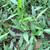 Teklan (Ageratina riparia) Mistflower, 780 Grams
