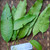 Mangga (Mangifera Indica) Mango, 90 Grams