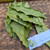 Mangga (Mangifera Indica) Mango, 180 Grams